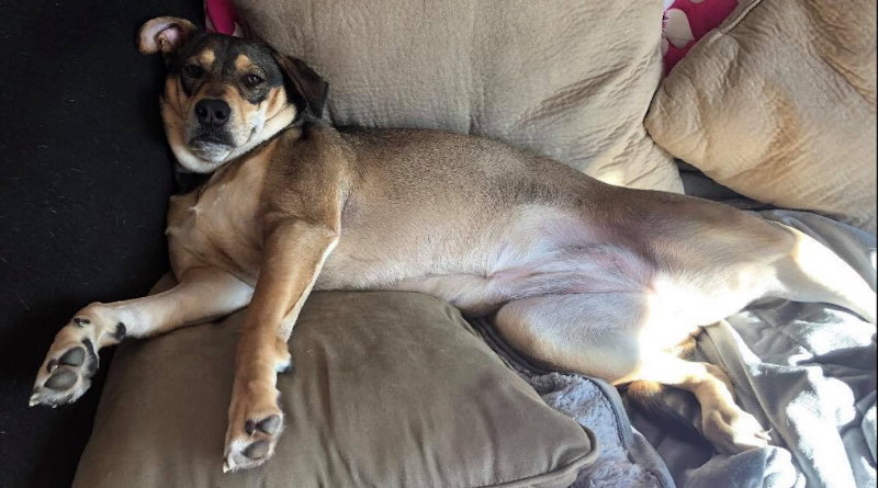A Dog